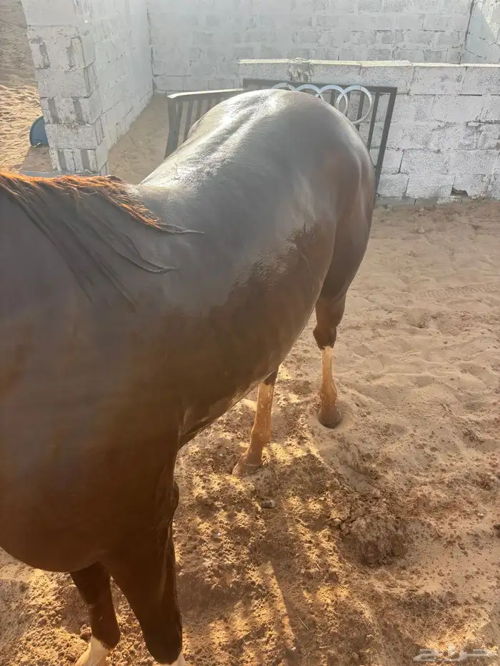 حصان شعبي من خيول نجران 1