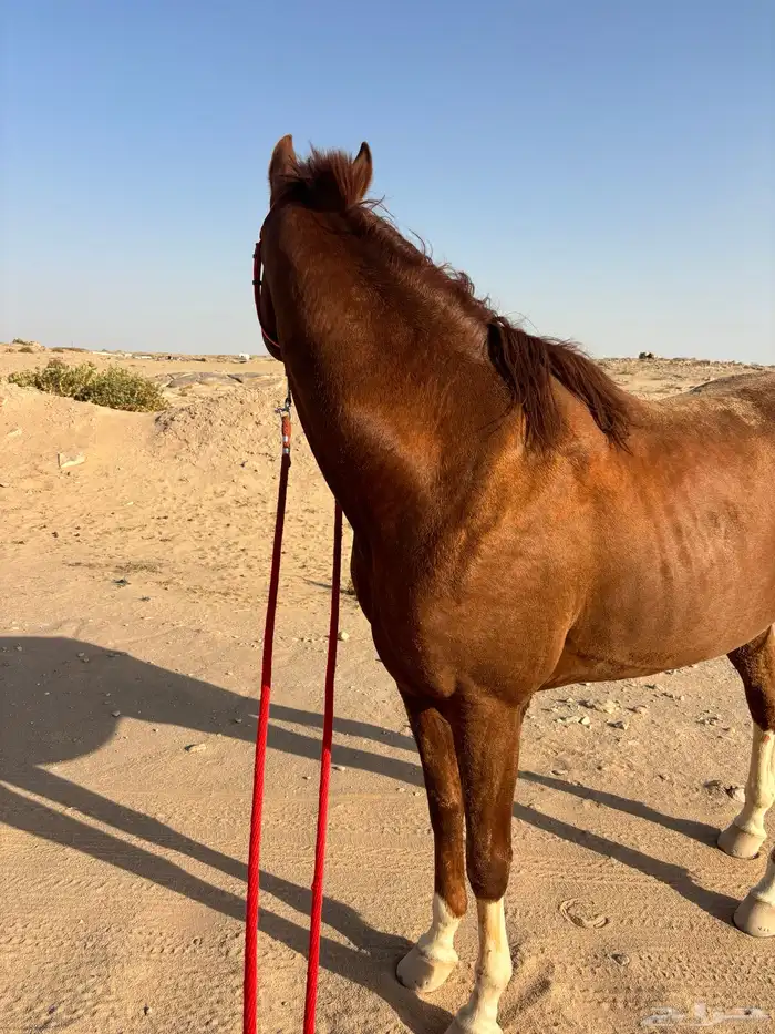 حصان شعبي من خيول نجران 0