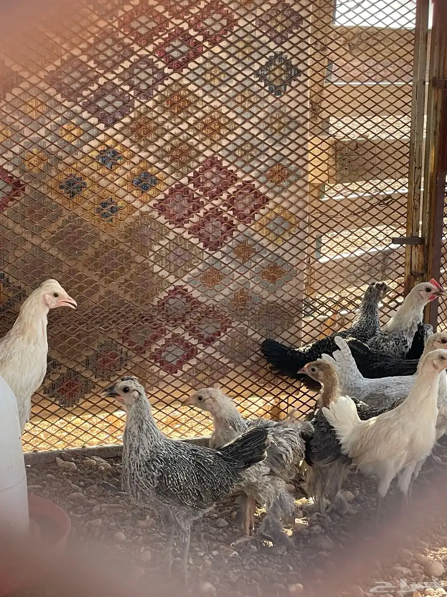 دجاج للبيع 7
