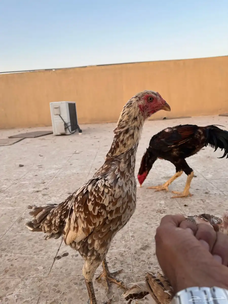 دجاج ووحمام باكستاني 0