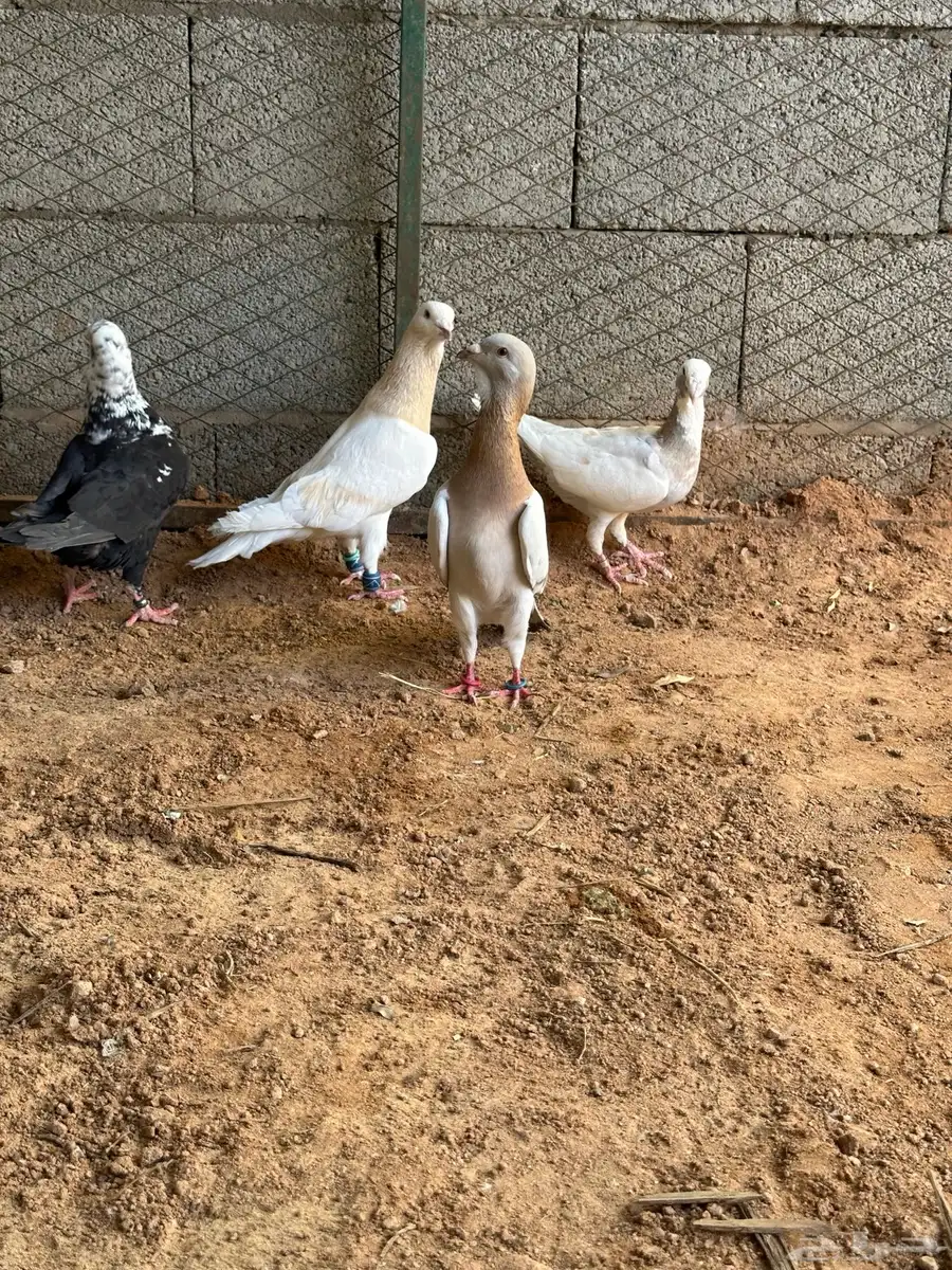 طيور مشكله شاميه وزينه 8