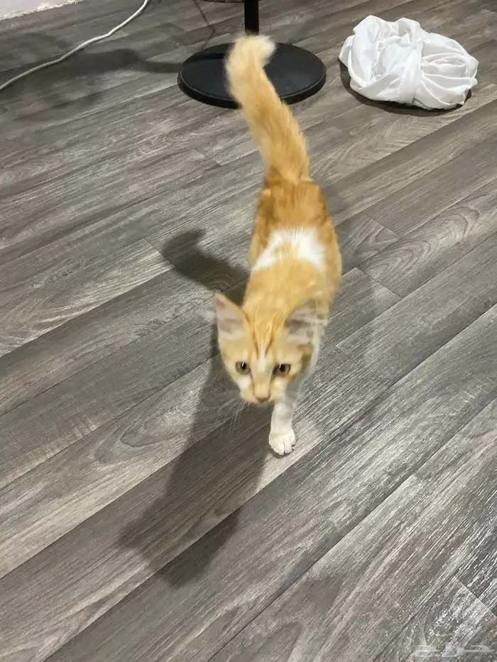 قط شيرازي ذكر 8