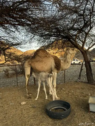 للبيع ناقه خلفه 2