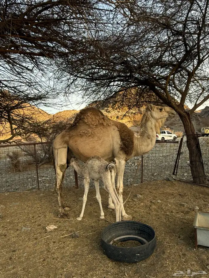للبيع ناقه خلفه 2