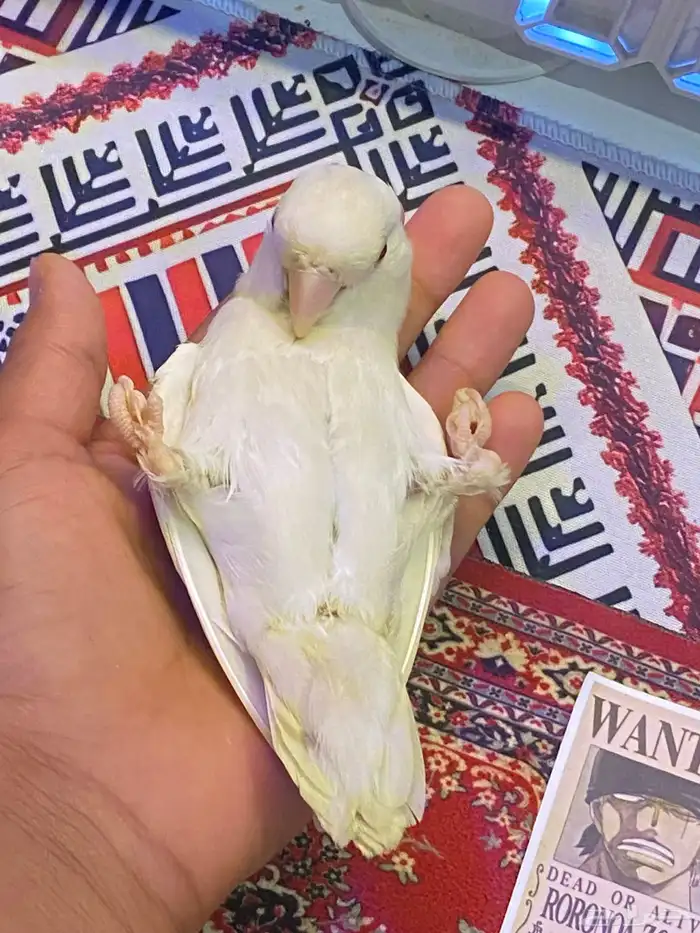 تم البيييع 3