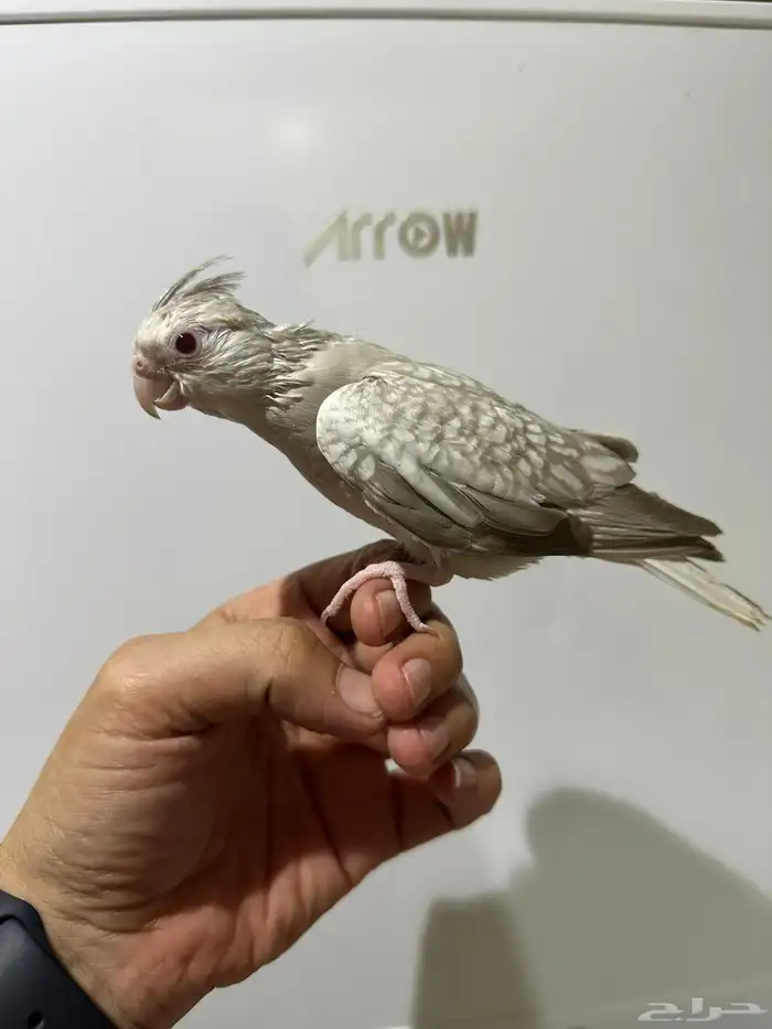 كروان هدد طفره 1