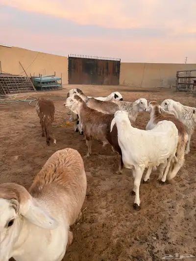 ذبايح زواجات جذعان جزله وأوزان 10