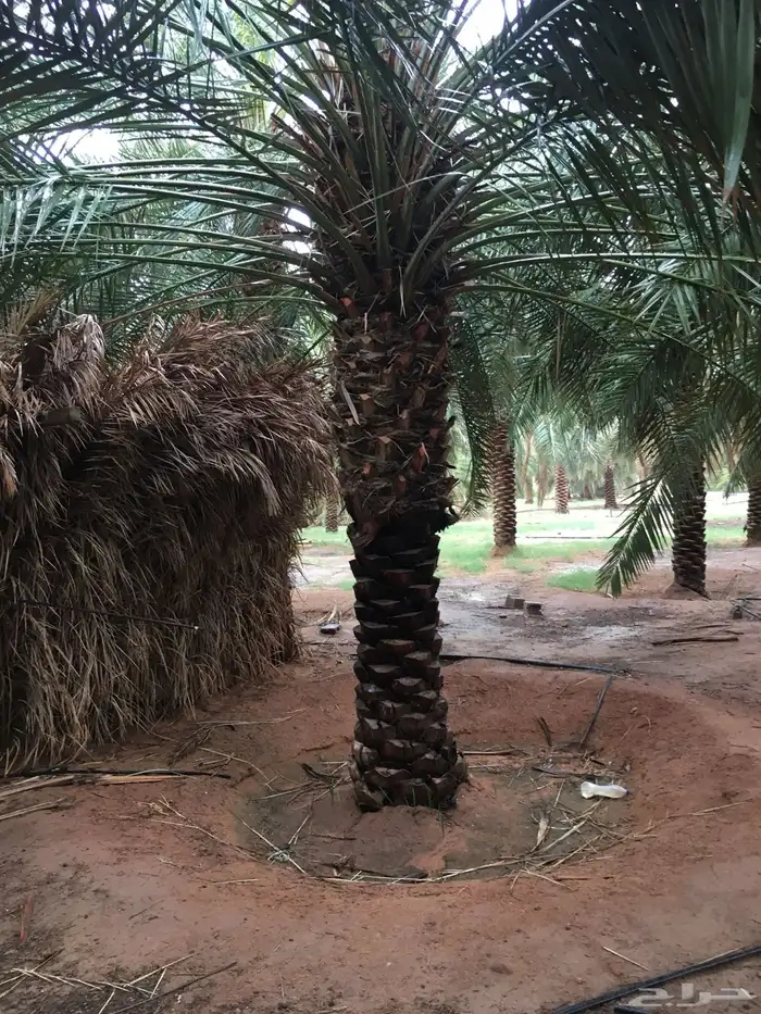 توفر عمالة مدربة لأعمال النخيل 6