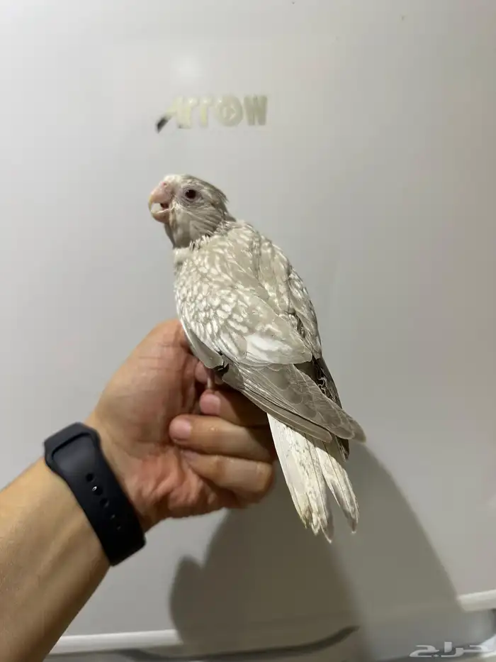 كروان هدد طفره 2