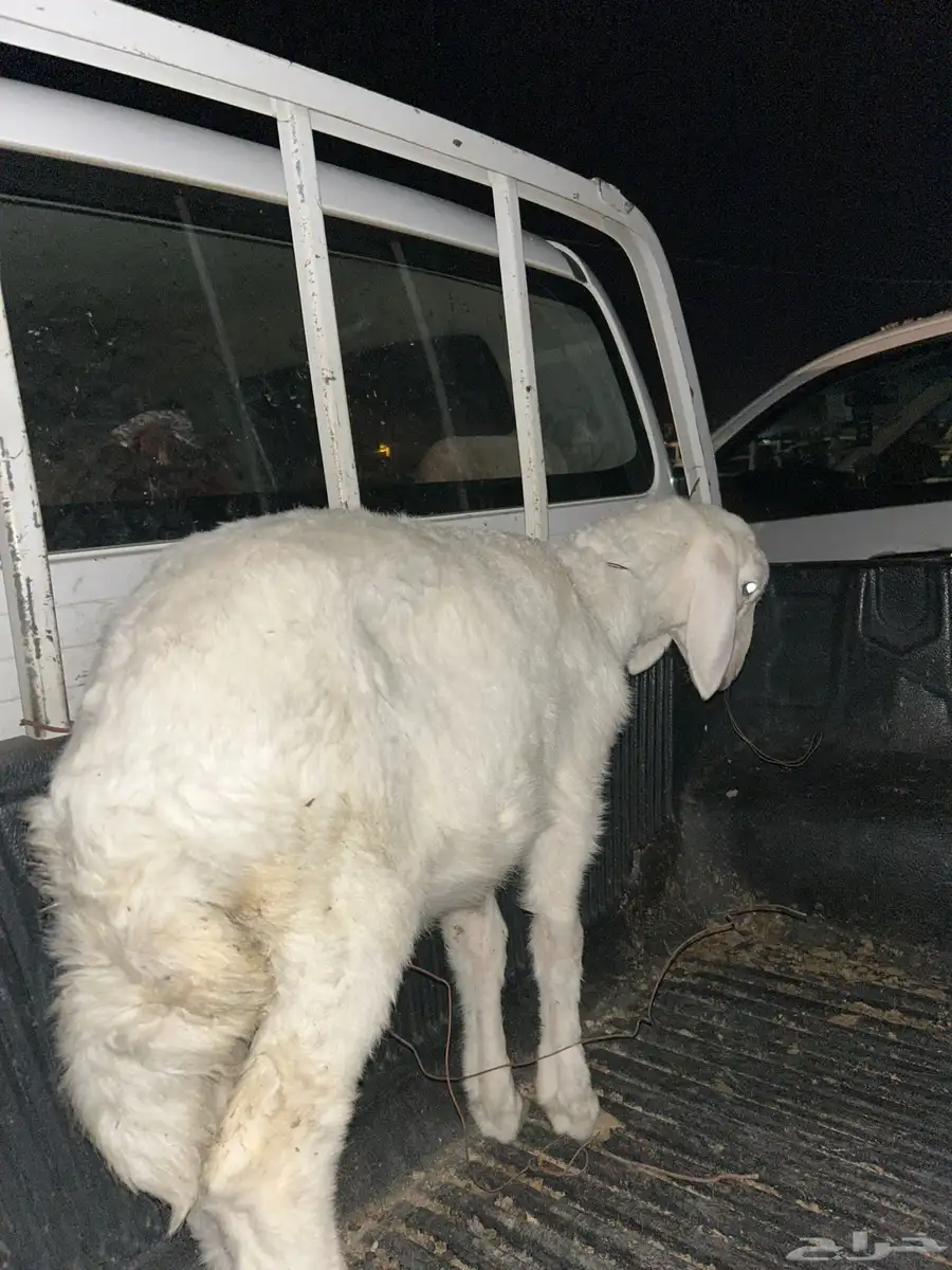 لبيع رخل عمره شهر ونص 0
