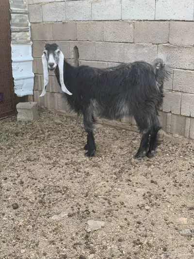 عنز عارضيه 2