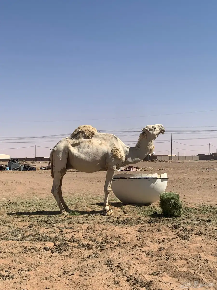 جمل 1