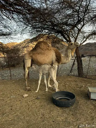 للبيع ناقه خلفه 3