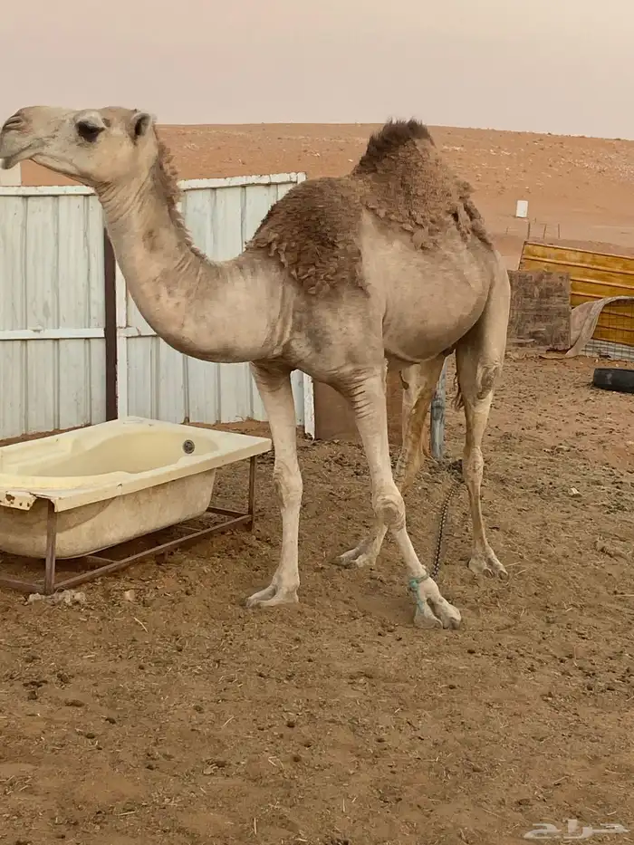 الناقه حايل في الخرج للبيع 2