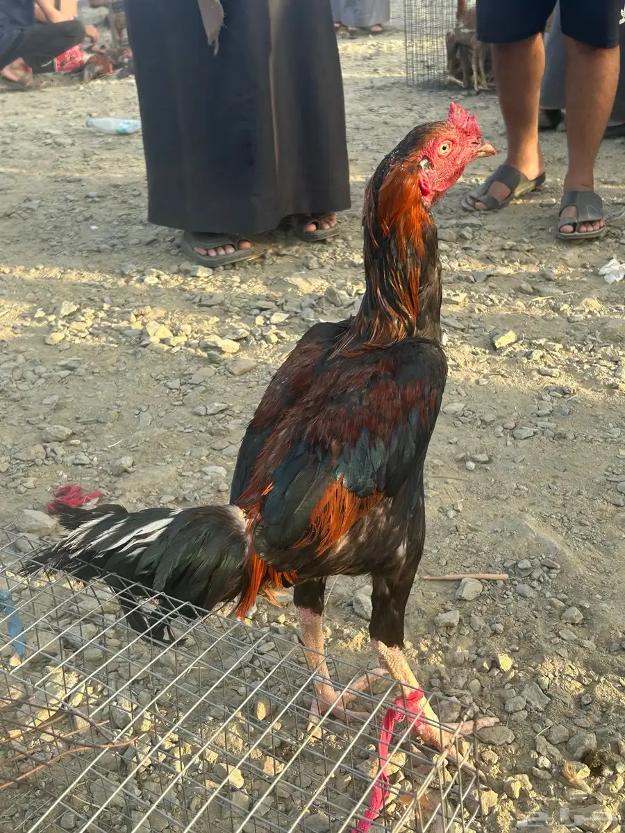 ديك باكستاني 0