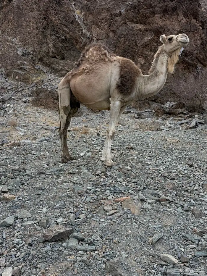 للبيع ناقه خلفه 10