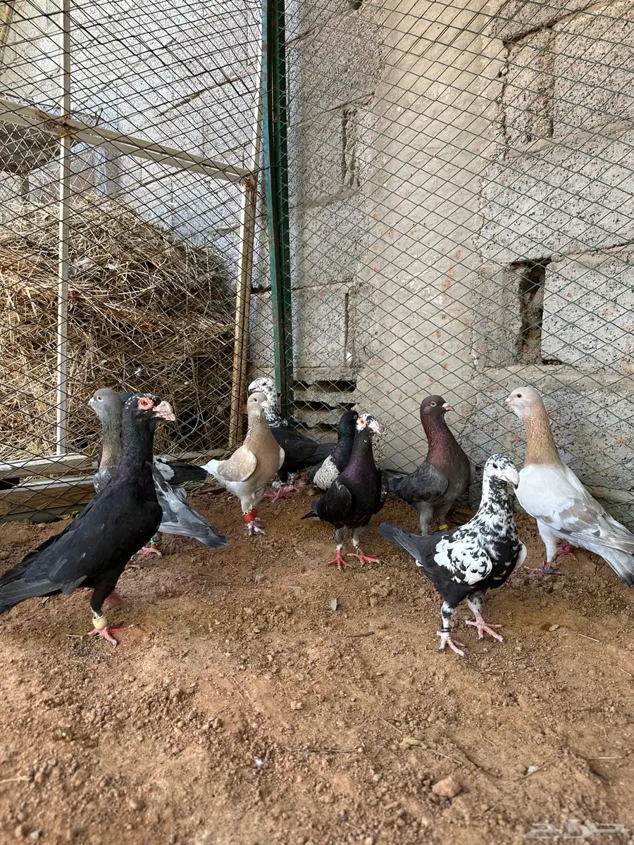 طيور مشكله شاميه وزينه 1