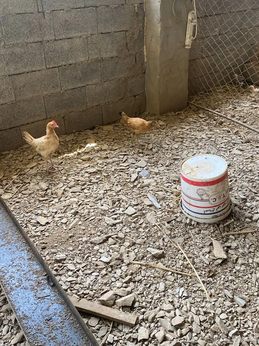 دجاج للبيع 2