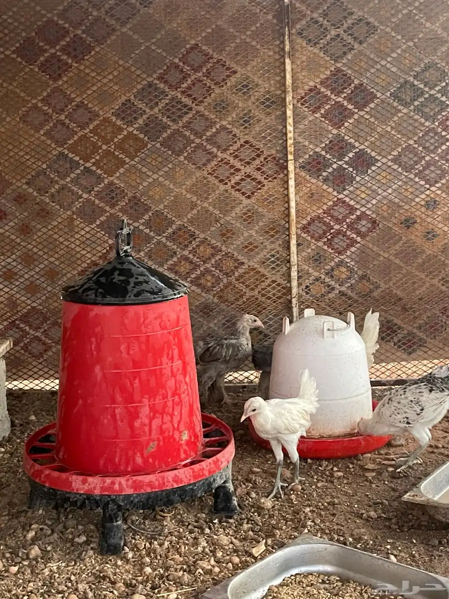 دجاج للبيع 0