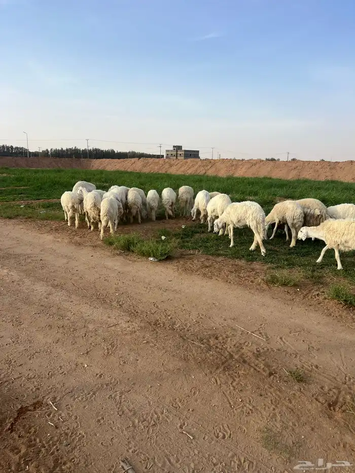 رخال جذعات دفيع 3