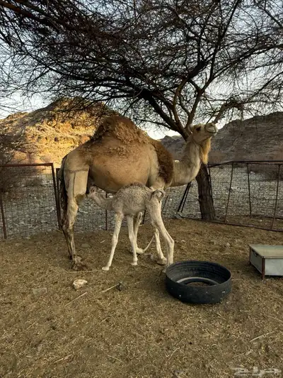 للبيع ناقه خلفه 4