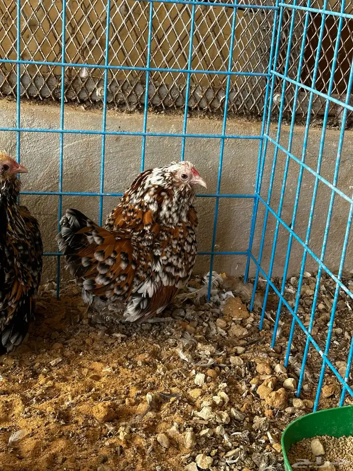 طقم دجاج بوم 1