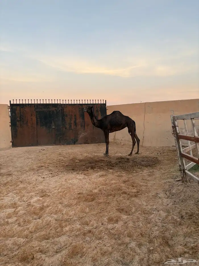 بكار مقاني عدد 3 سومها 8700 5