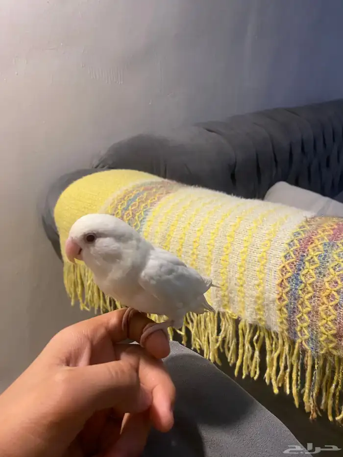 تم البيييع 1