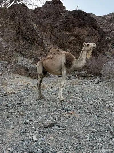 للبيع ناقه خلفه 9