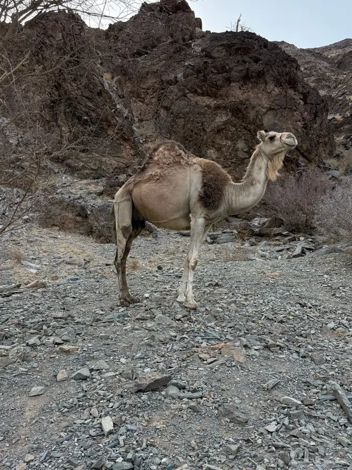 للبيع ناقه خلفه 9