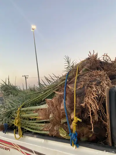 خلاص وبرحي 1