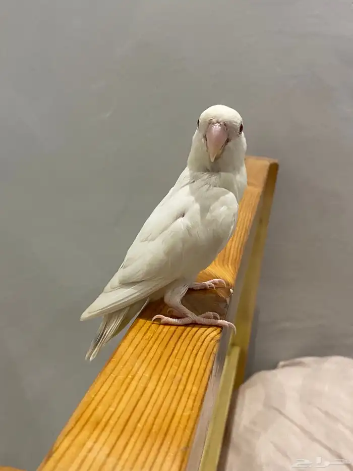 تم البيييع 2