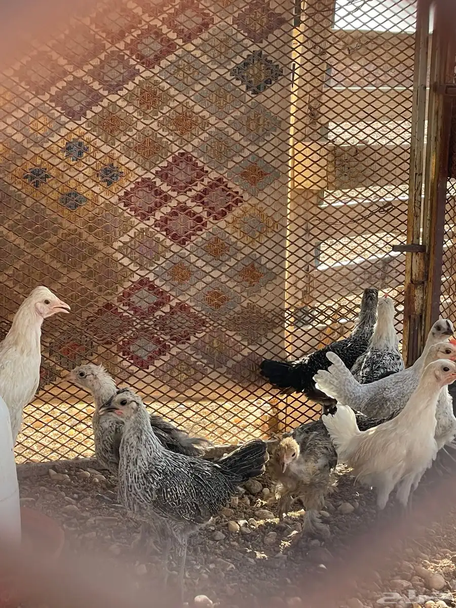 دجاج للبيع 8