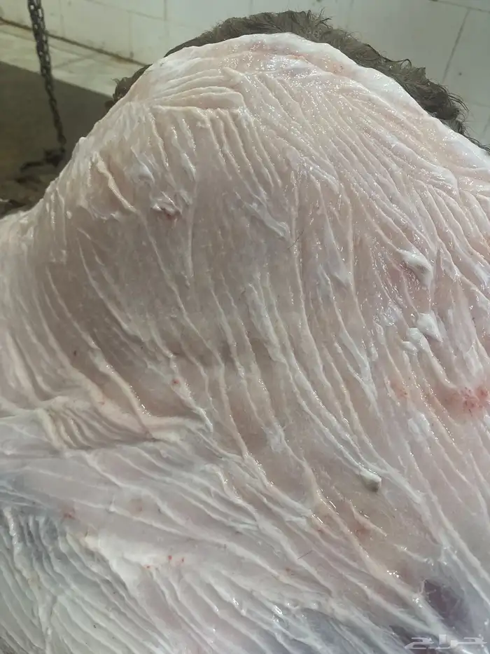 لحم لباني شرط وتحدي طريق الرياض مجعل 1