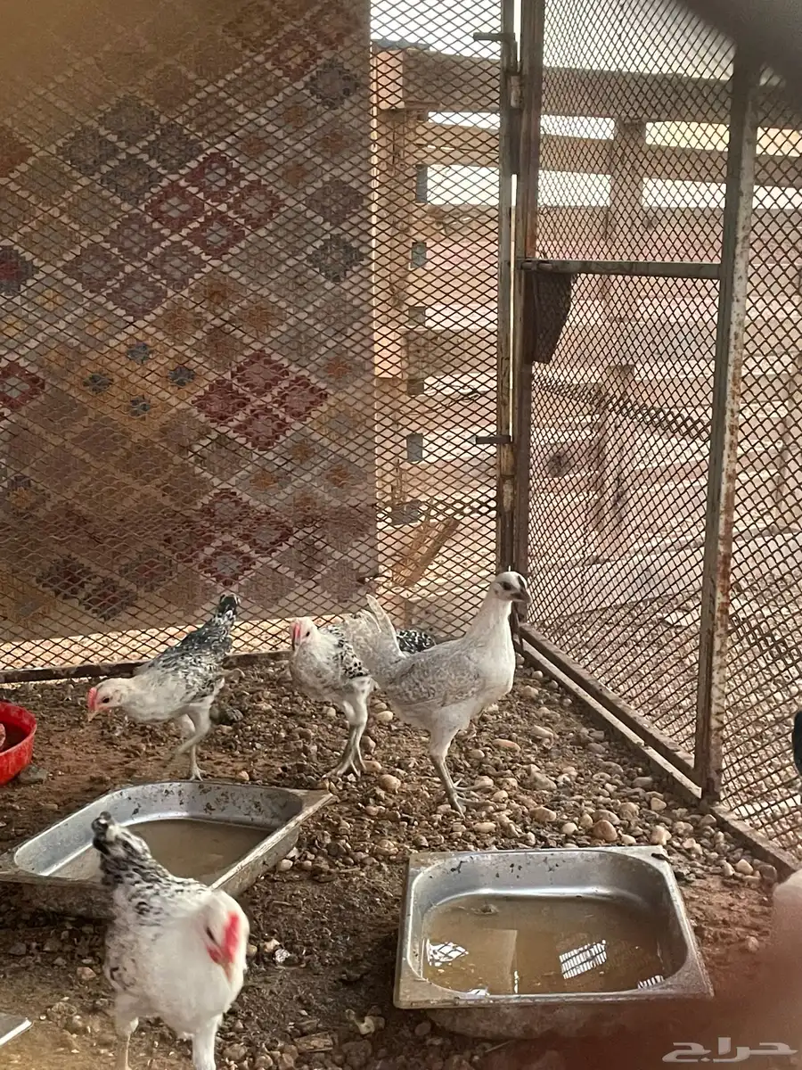 دجاج للبيع 6