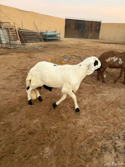 ذبايح زواجات جذعان جزله وأوزان 4