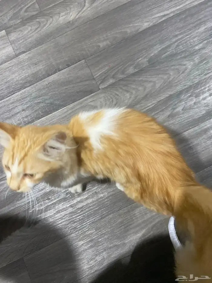 قط شيرازي ذكر 6