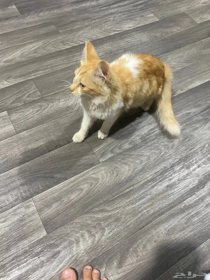 قط شيرازي ذكر 1