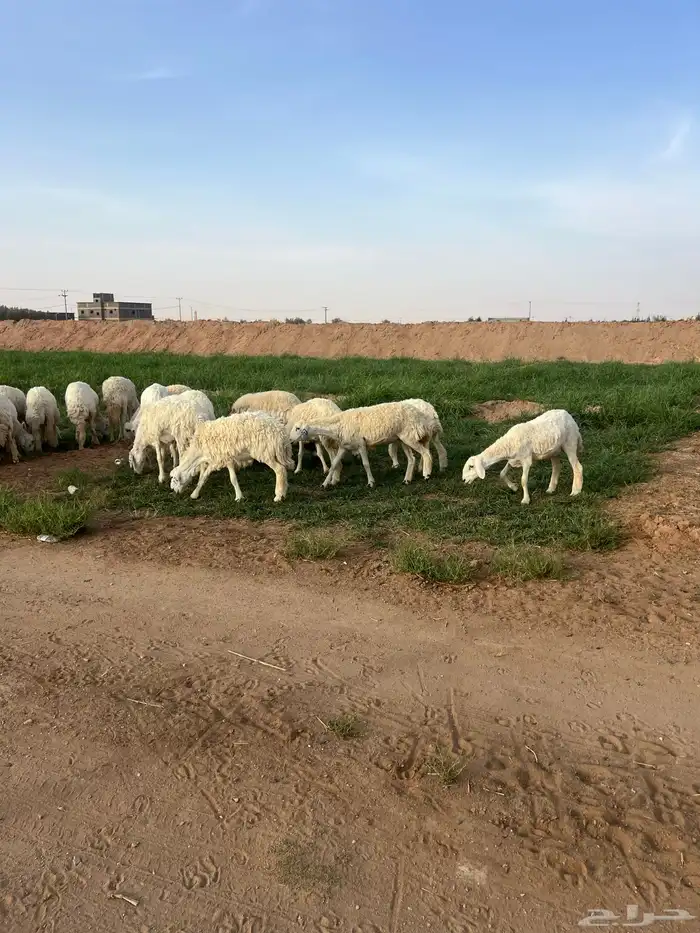 رخال جذعات دفيع 4