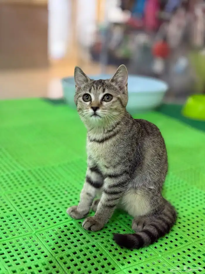 عروض الصيف لدينا لهواة القطط الاليفة موجودة بغابة افريقيا 1