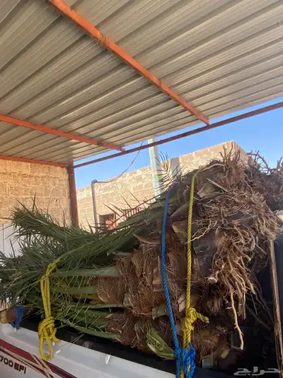 خلاص وبرحي 7