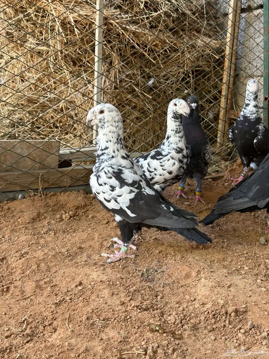 طيور مشكله شاميه وزينه 0