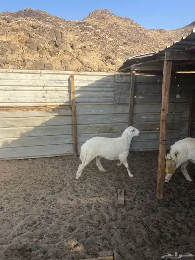 ذبايح حريه 1