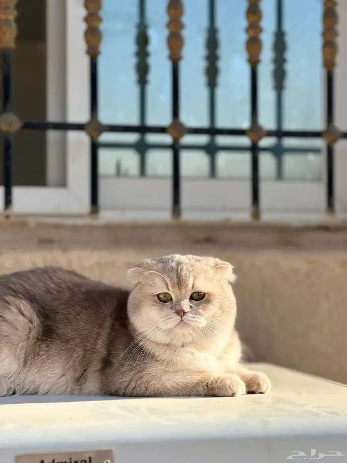 فندقة سكوتش فولد مستوى قوي جدا 12