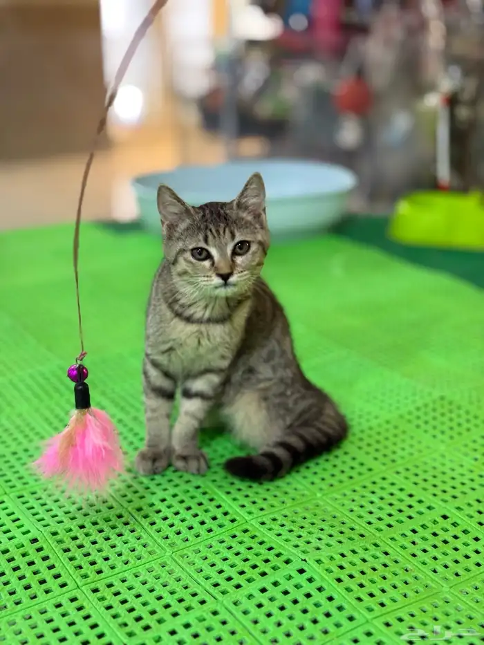 عروض الصيف لدينا لهواة القطط الاليفة موجودة بغابة افريقيا 3