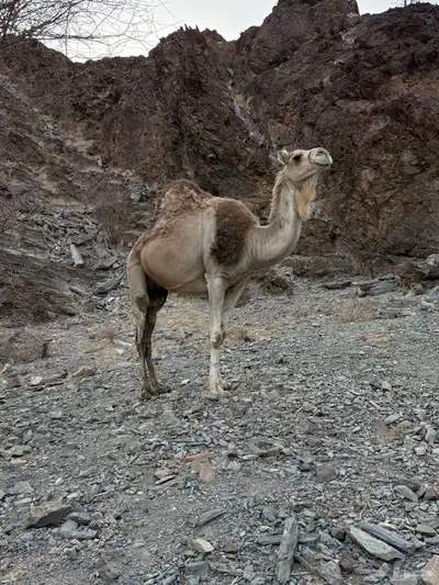 للبيع ناقه خلفه 13