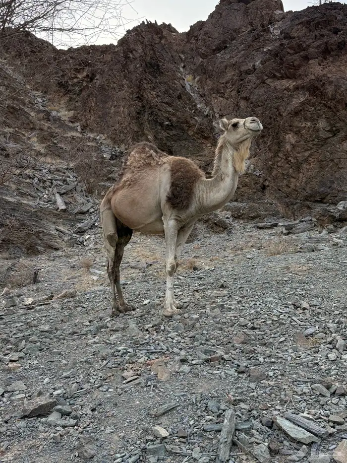 للبيع ناقه خلفه 13
