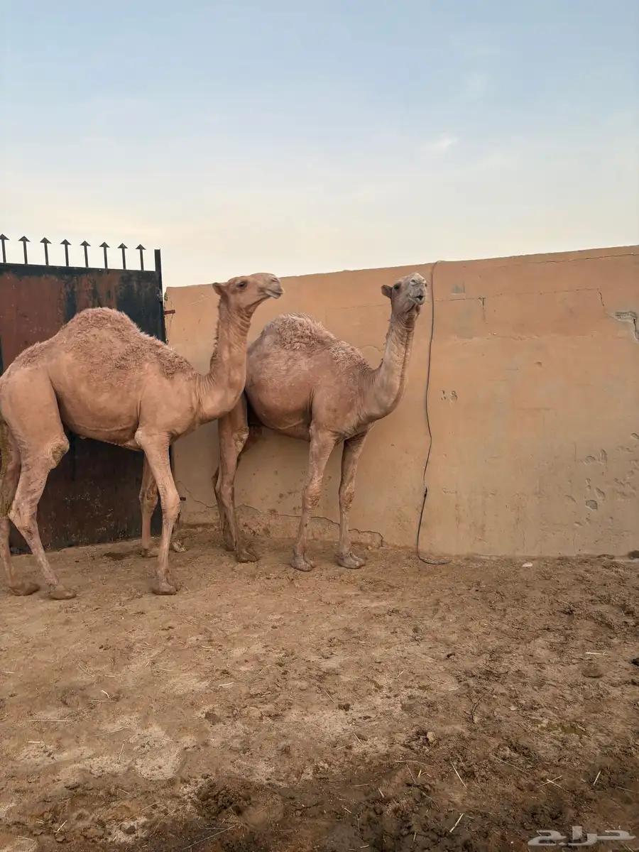 مفرودين فحول شعل طيبه سومها 9000 1