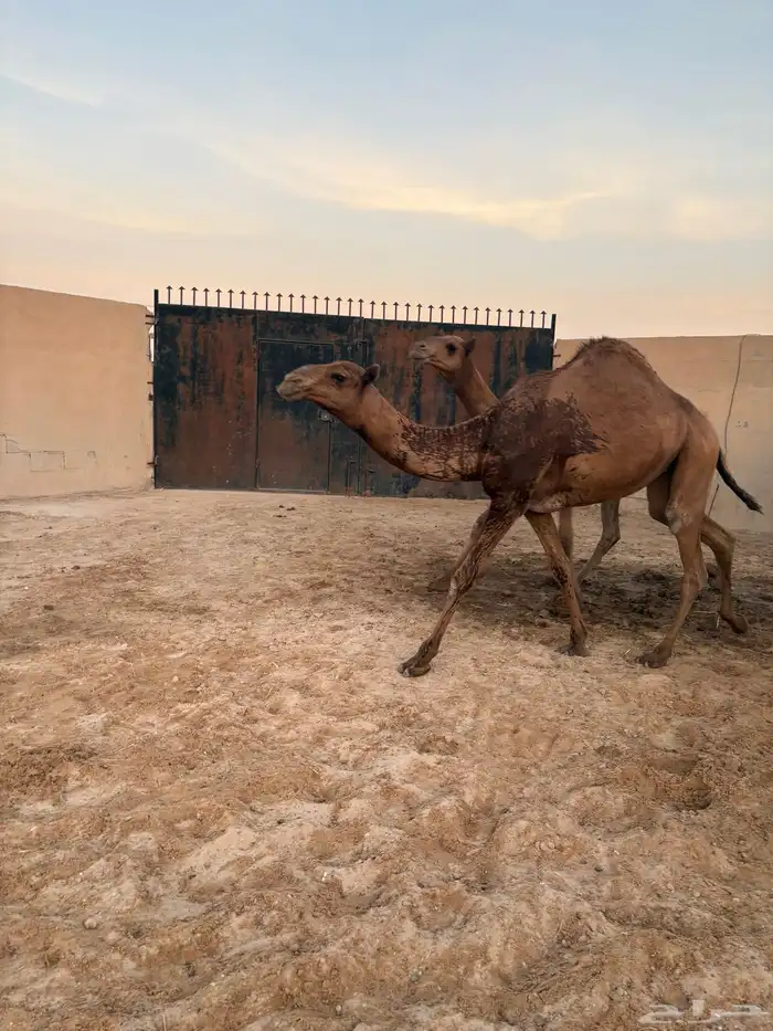 بكار مقاني عدد 3 سومها 8700 1