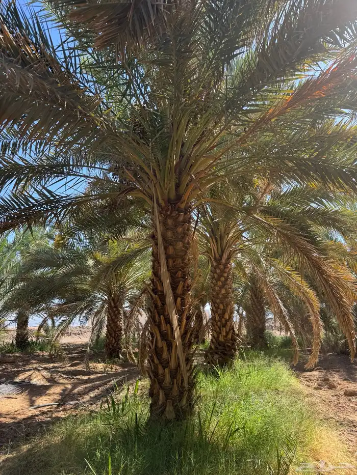 نخيل لبيع 5